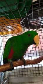 Found Eclectus