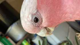 Found Galah Cockatoo