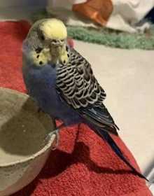 Found Budgerigar