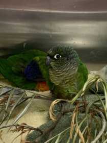 Found Conure