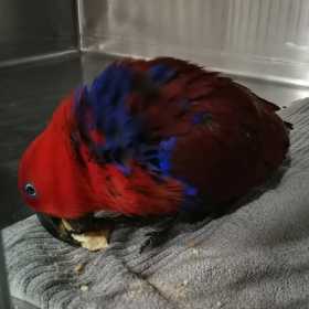 Found Eclectus