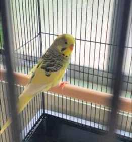 Found Budgerigar