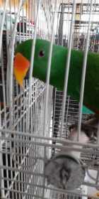 Found Eclectus