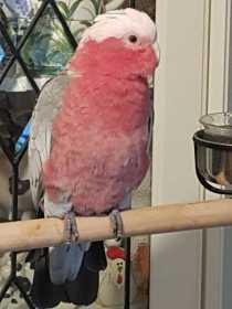 Found Galah Cockatoo