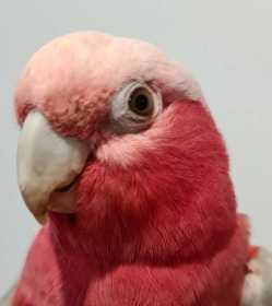 Found Galah Cockatoo