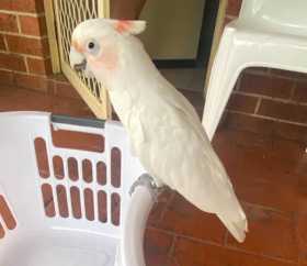 Found Corella Cockatoo