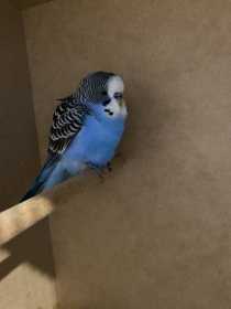 Found Budgerigar