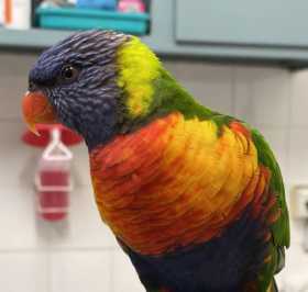 Found Lory / Lorikeet