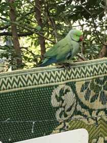 Found Indian Ringneck Parakeet