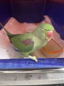 Found Alexandrine