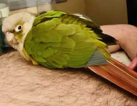 Found Conure