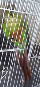 Found Conure