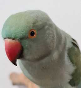 Found Indian Ringneck Parakeet