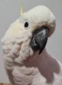 Found Cockatoo