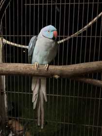 Found Indian Ringneck Parakeet