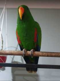 Found Eclectus