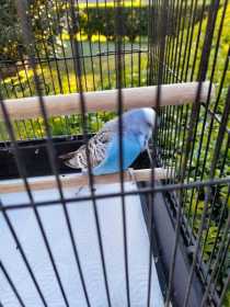 Found Budgerigar