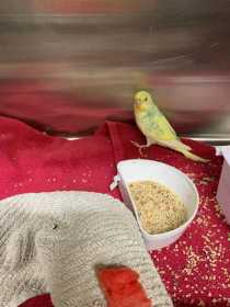 Found Budgerigar