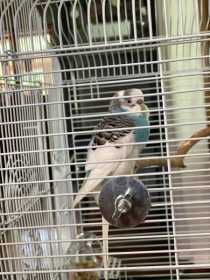 Found Parakeet