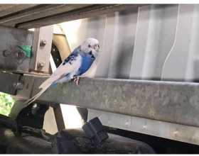 Found Budgerigar