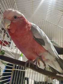 Found Galah Cockatoo