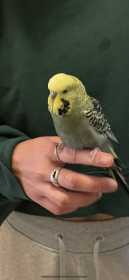 Found Budgerigar