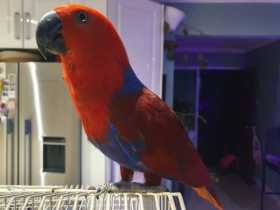 Found Eclectus