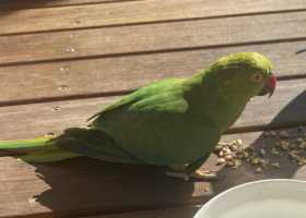 Found Indian Ringneck Parakeet