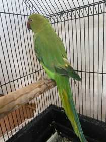 Found Indian Ringneck Parakeet