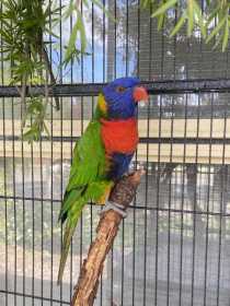 Found Lory / Lorikeet