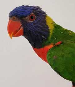 Found Lory / Lorikeet