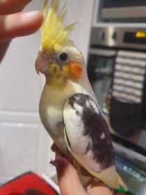 Found Cockatiel