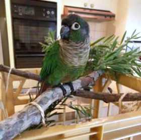 Found Conure