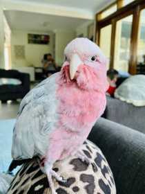 Found Galah Cockatoo