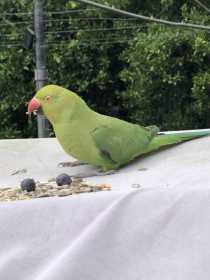 Found Indian Ringneck Parakeet