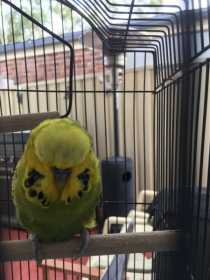 Found Budgerigar