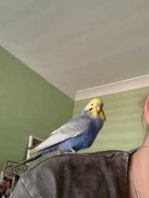 Found Budgerigar