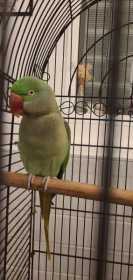 Found Alexandrine