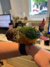 Found Conure