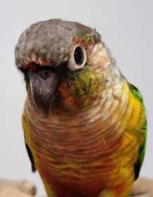 Found Conure