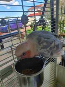 Found Galah Cockatoo