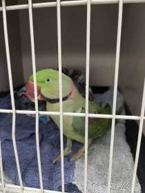 Found Alexandrine