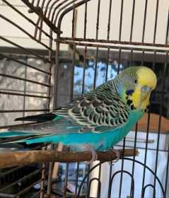 Found Budgerigar