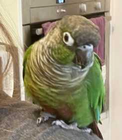 Found Conure