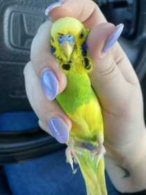 Found Budgerigar