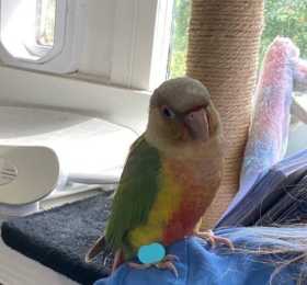 Found Conure