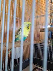 Found Budgerigar