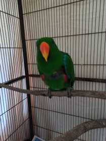 Found Eclectus