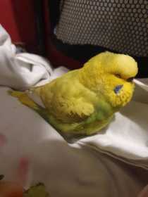 Found Budgerigar