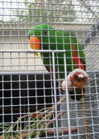 Found Eclectus